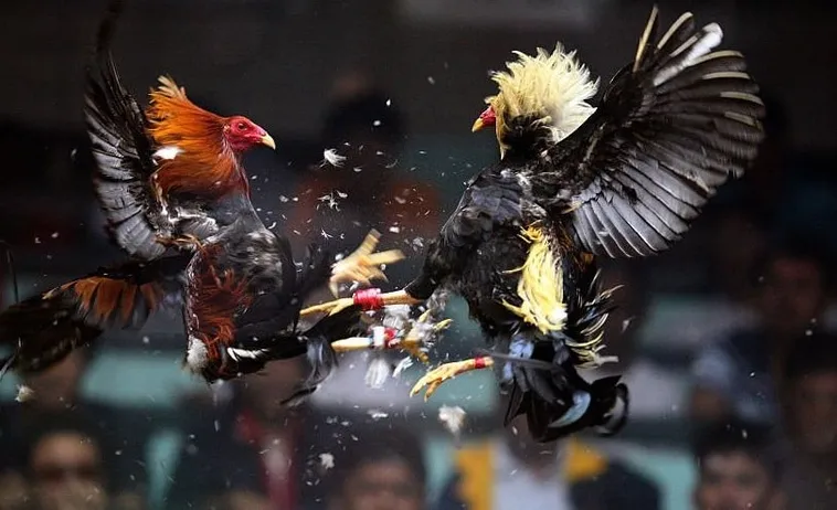 Bí Quyết Chơi Đá Gà Sabong CWin Bất Bại Từ Các Cao Thủ Hàng Đầu 1 Bí Quyết Chơi Đá Gà Sabong CWin Bất Bại Từ Các Cao Thủ Hàng Đầu