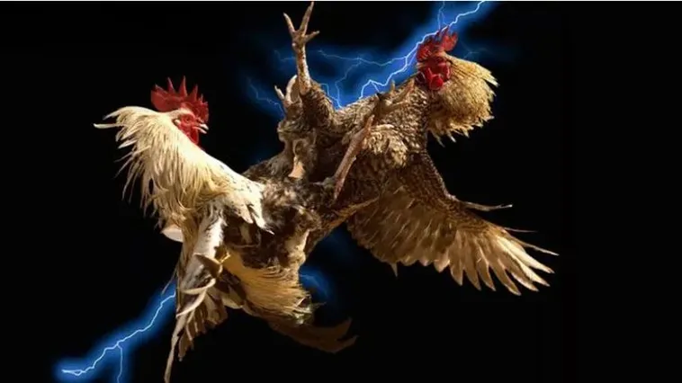 Đá Gà CWin Trực Tiếp Đỉnh Cao Khám Phá Ngay Đấu Trường Bất Tận